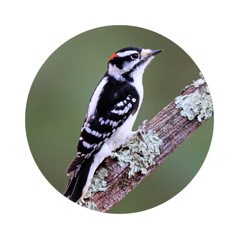 Downy Woodpecker