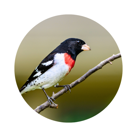Grosbeak