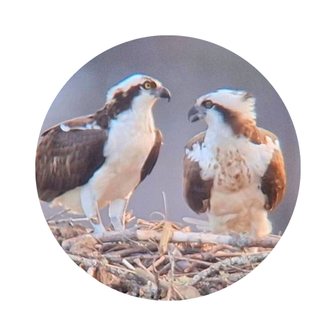 Osprey